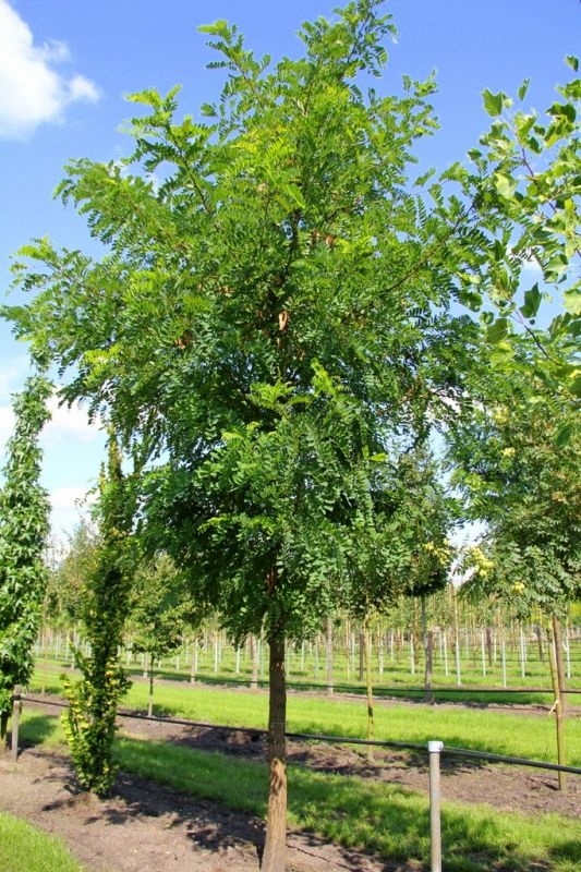 Valse Acacia Robinia Pseudoacacia Kopen